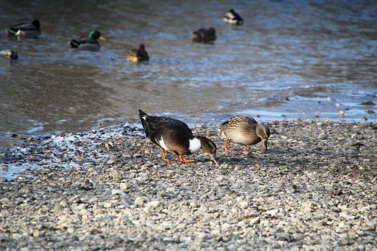Kaczka na rzece Bóbr w Bolesławcu
