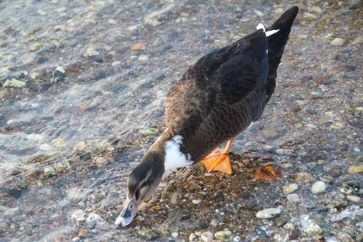 Kaczka na rzece Bóbr w Bolesławcu