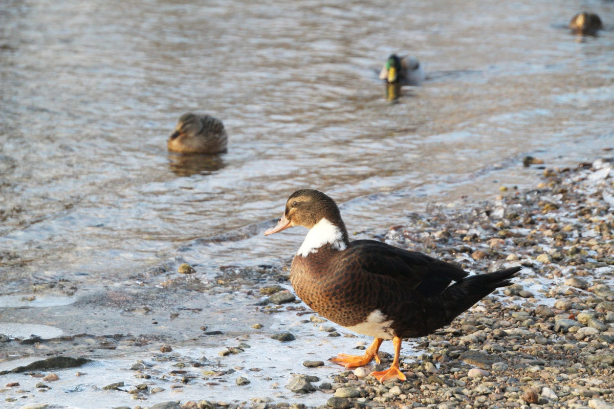Kaczka na rzece Bóbr w Bolesławcu