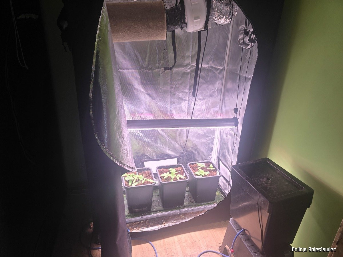 Przechwycona marihuana