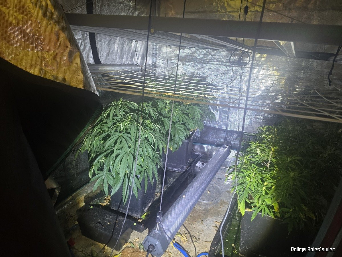 Przechwycona marihuana