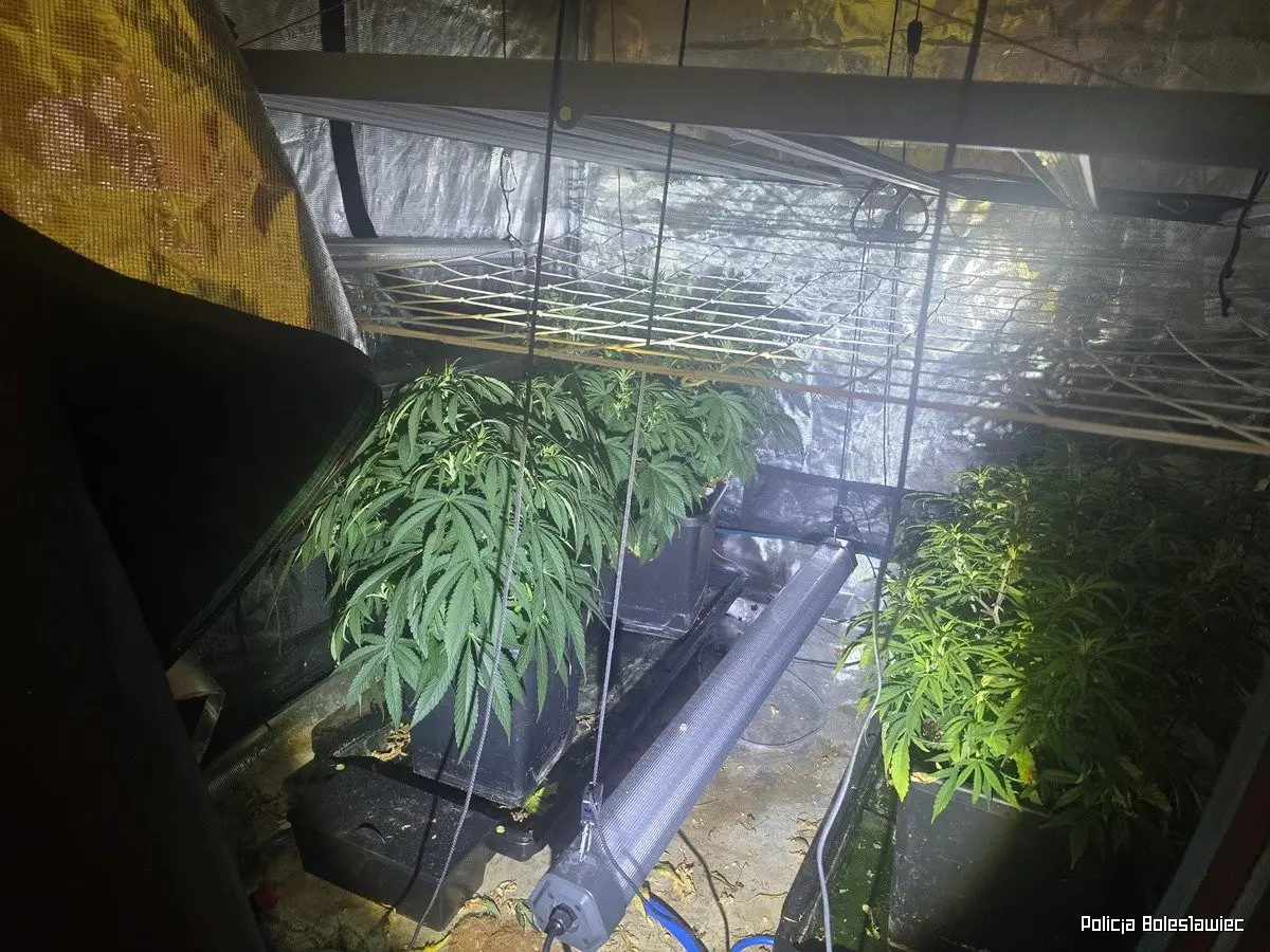 Przechwycona marihuana