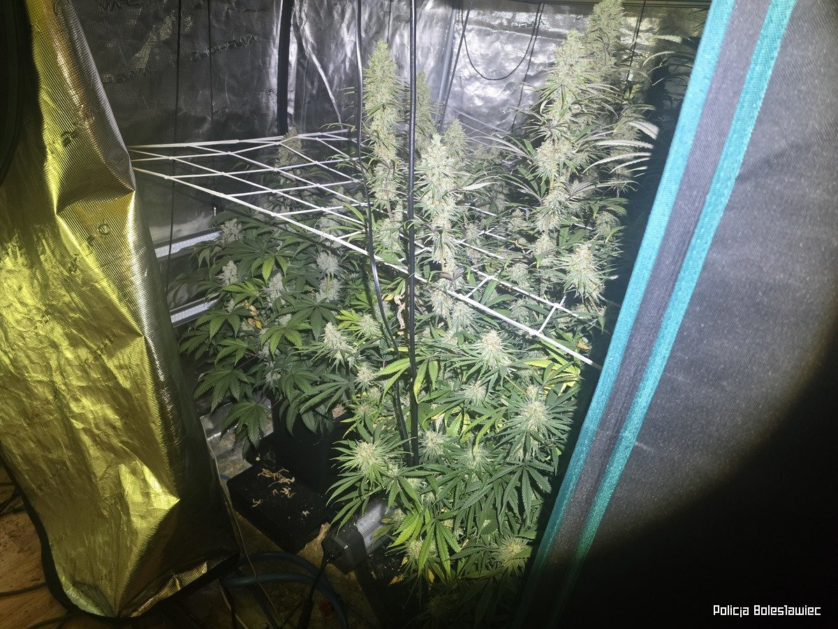 Przechwycona marihuana