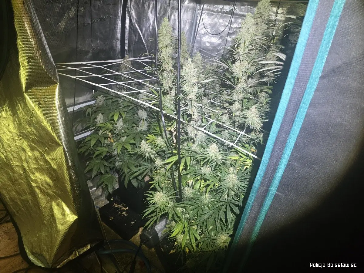 Przechwycona marihuana