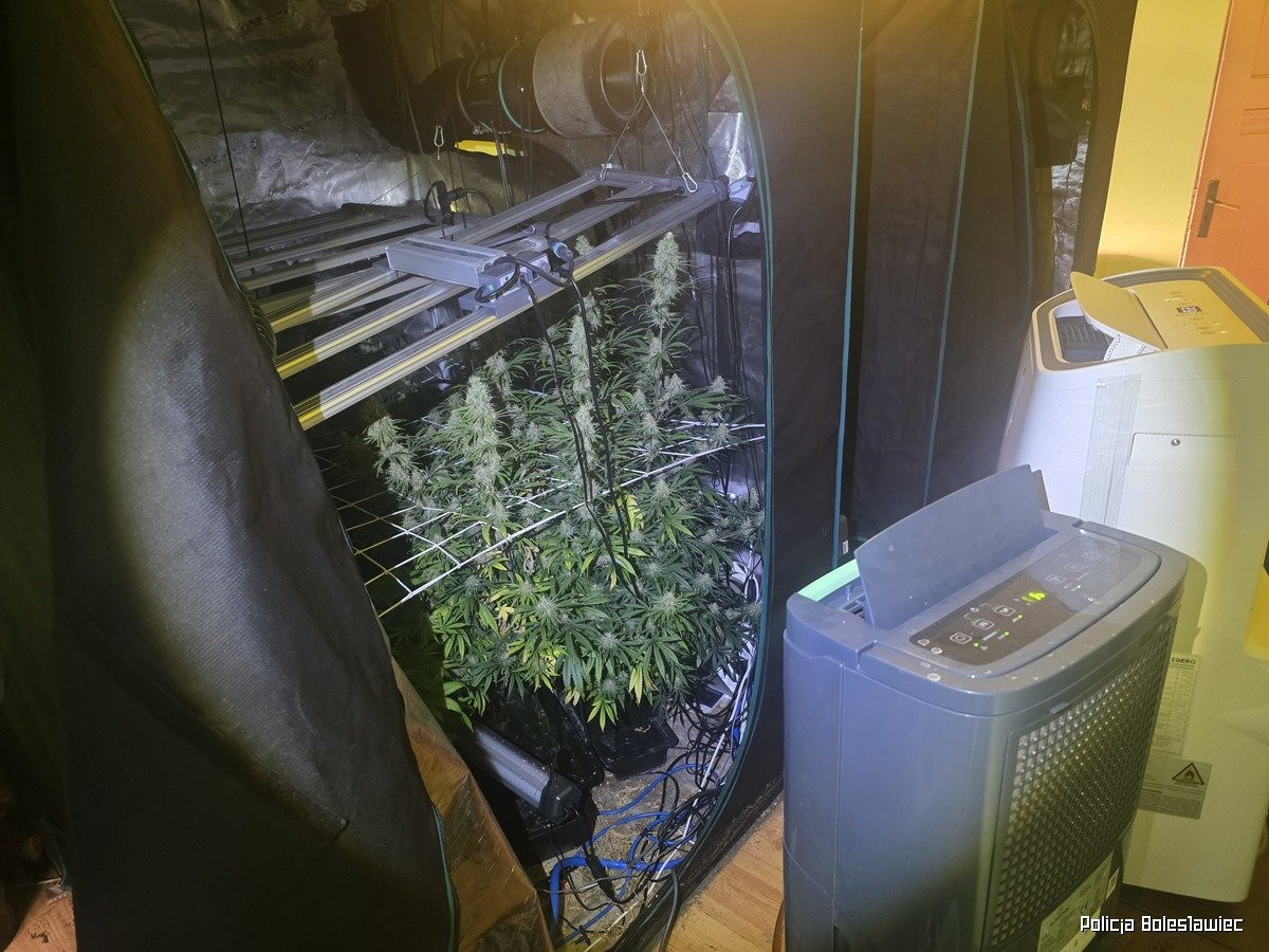 Przechwycona marihuana