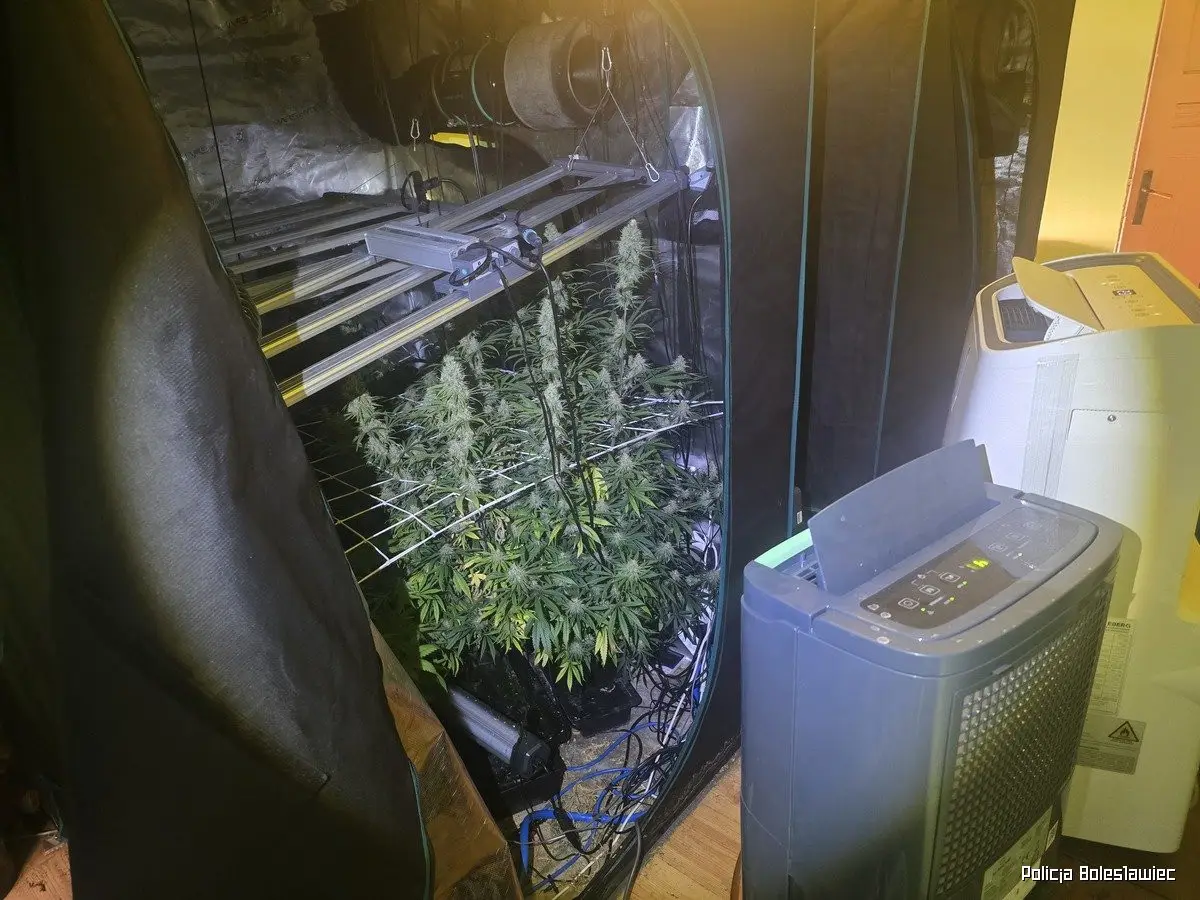 Przechwycona marihuana