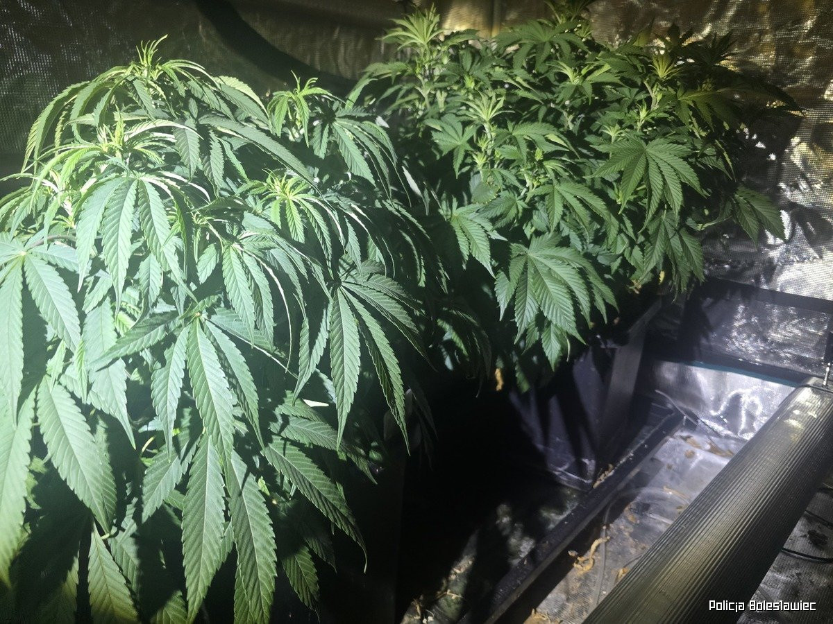 Przechwycona marihuana