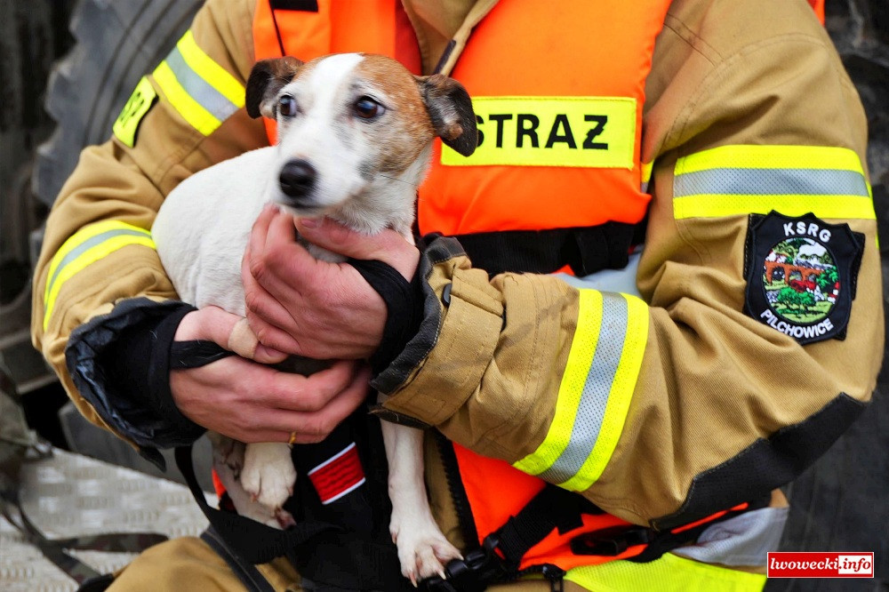 Strażacy i pieski