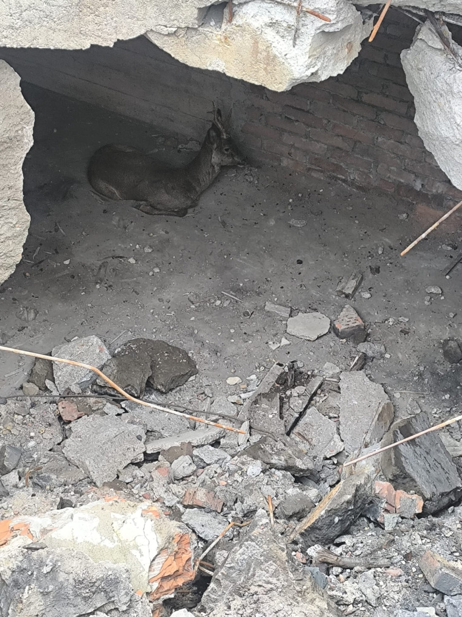 Akcja ratowania jelonka