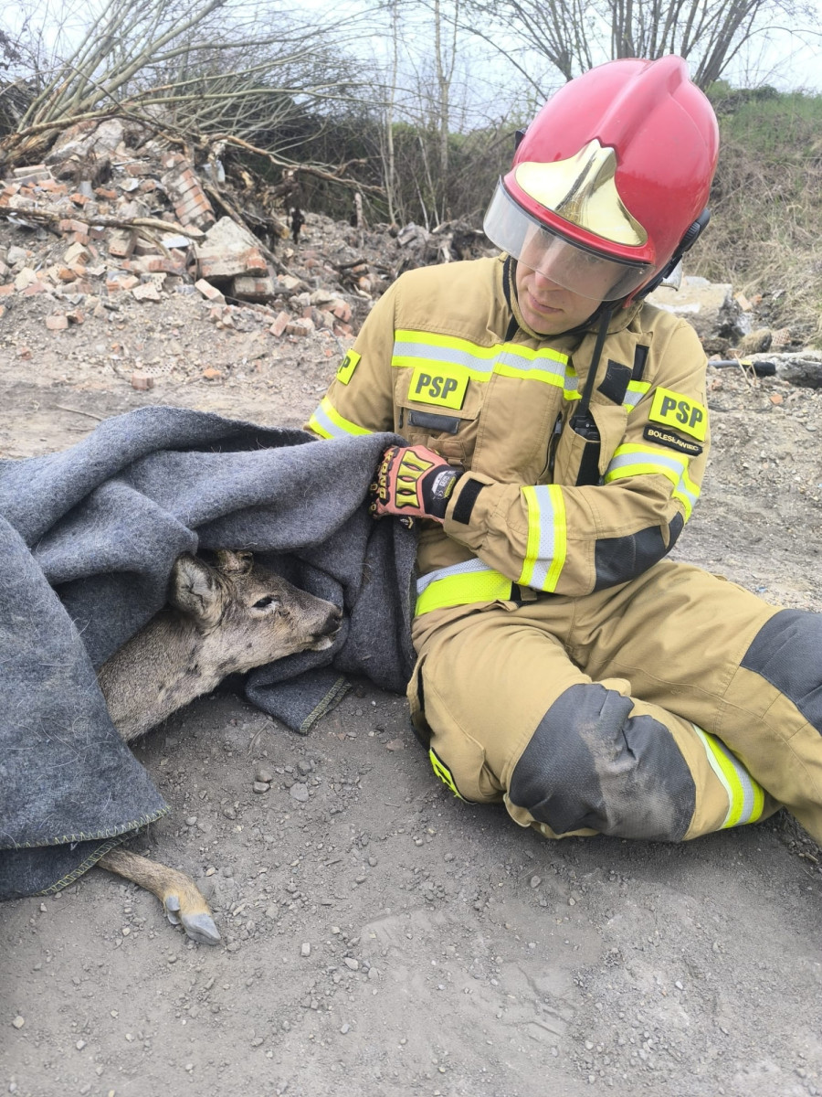 Akcja ratowania koziołka