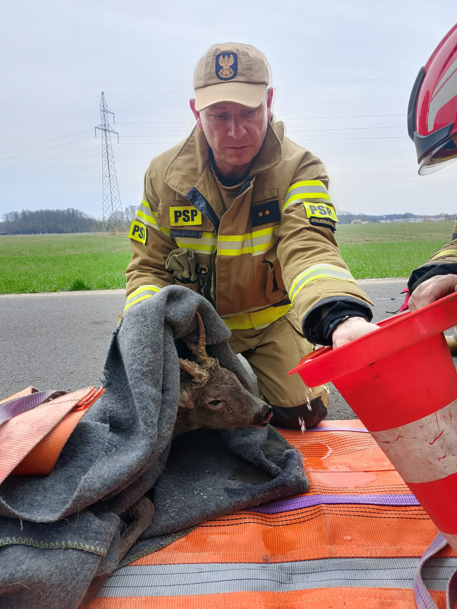 Akcja ratowania koziołka