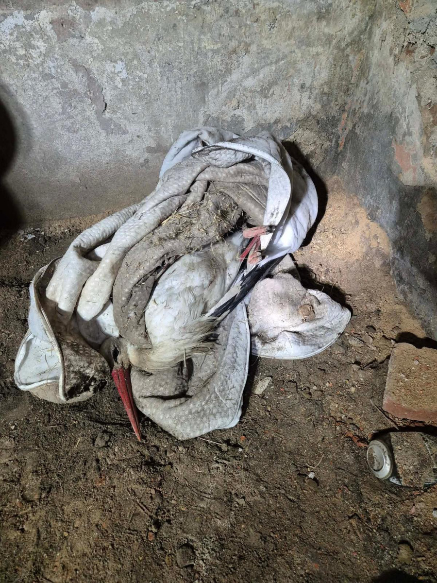 Akcja strażaków w Pobiednej