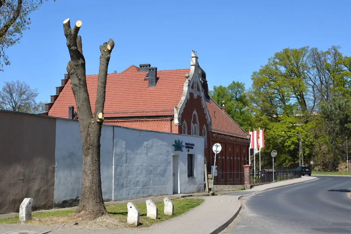 Drzewo koło MZGM