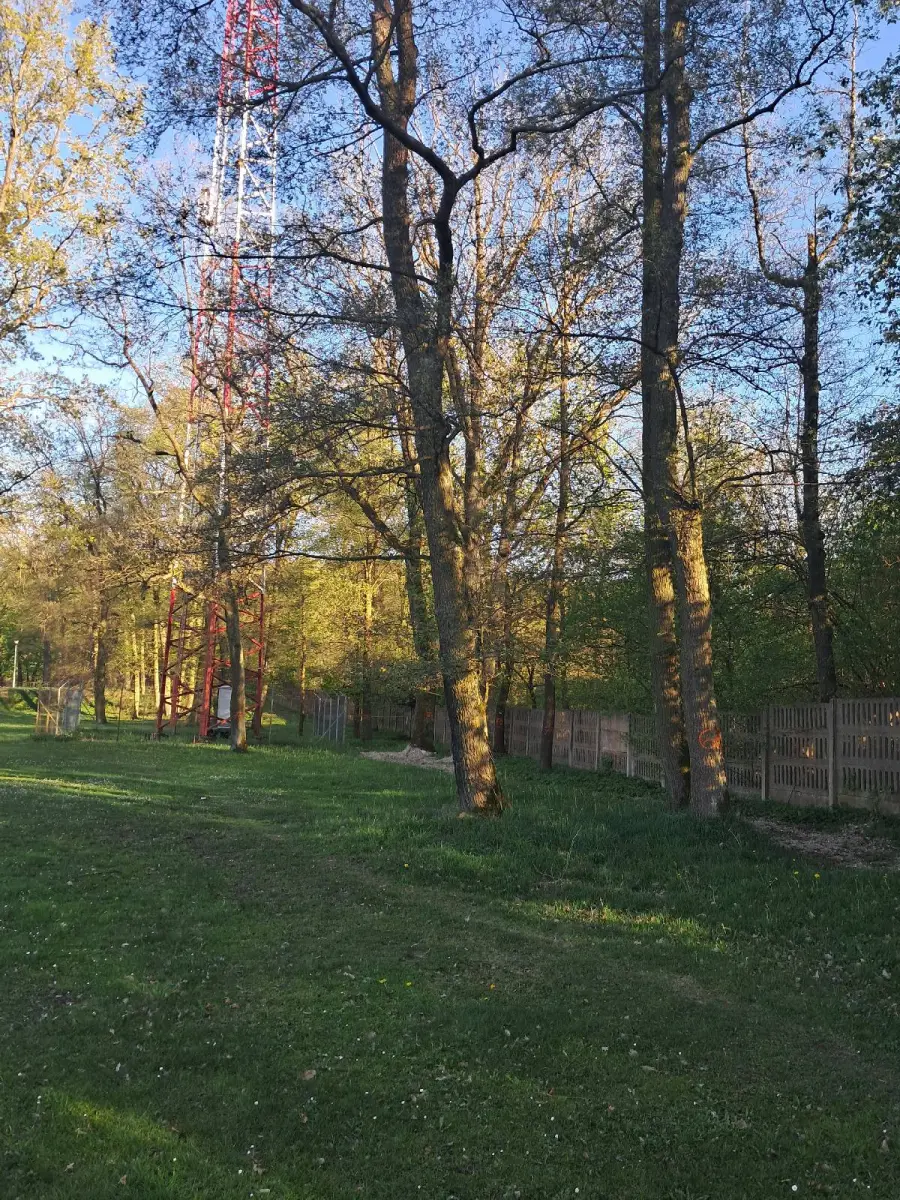 Drzewa przy nowych basenach