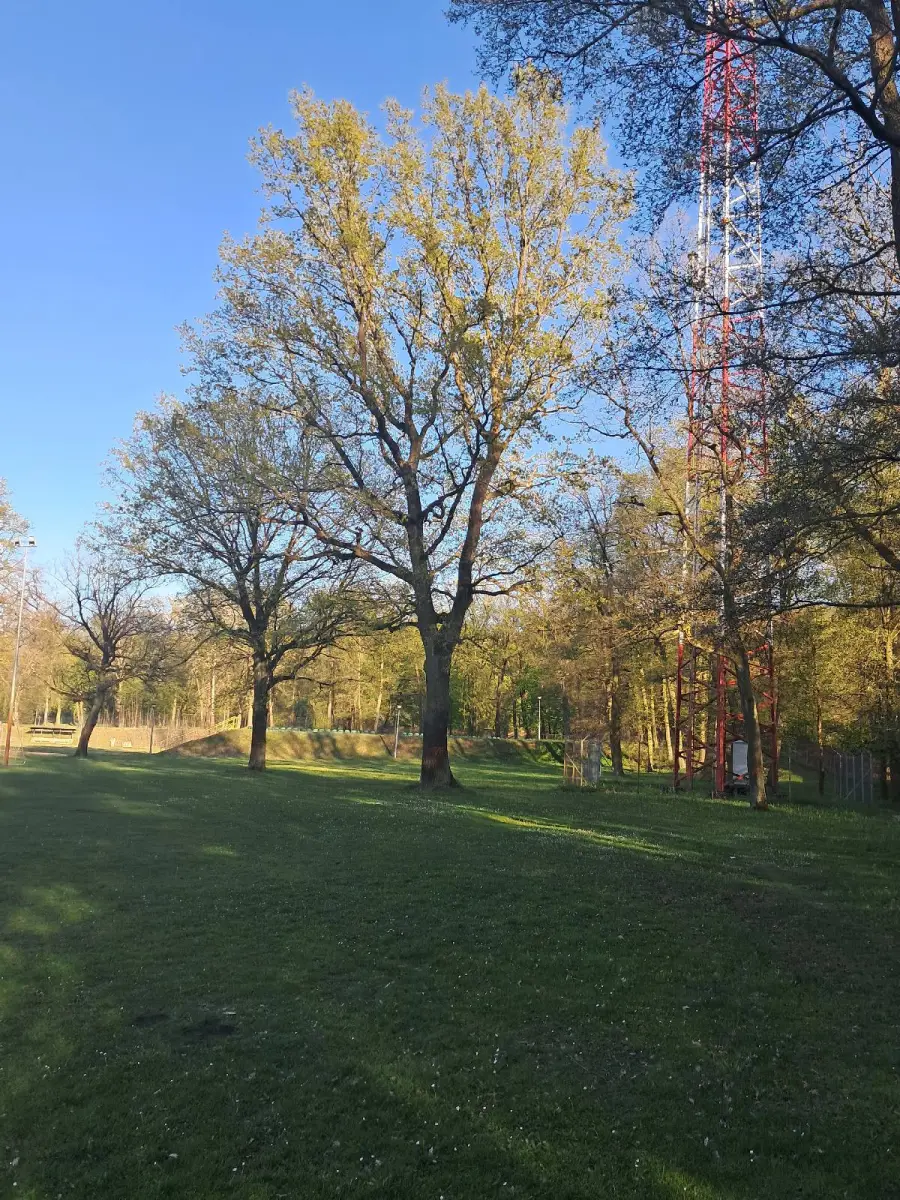 Trees near the new swimming pools