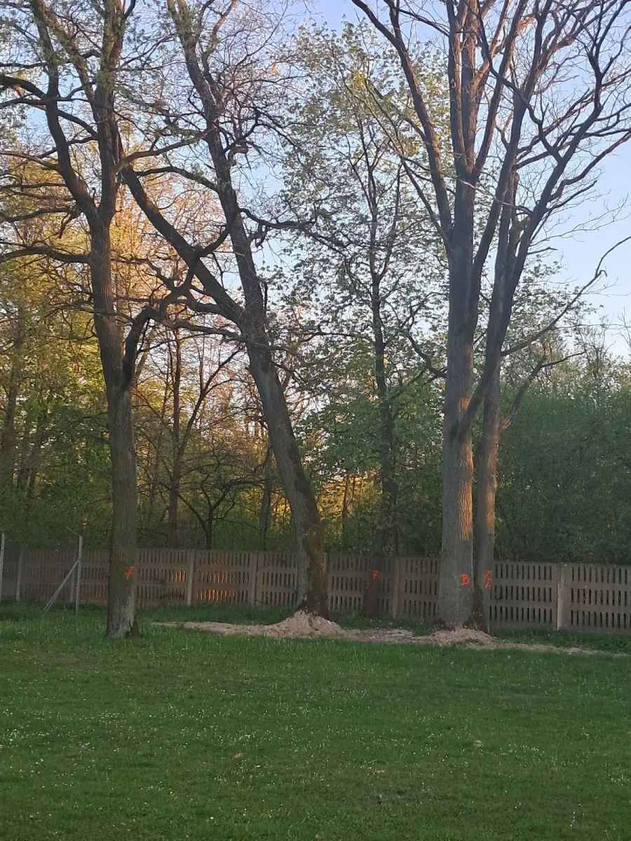 Trees near the new swimming pools