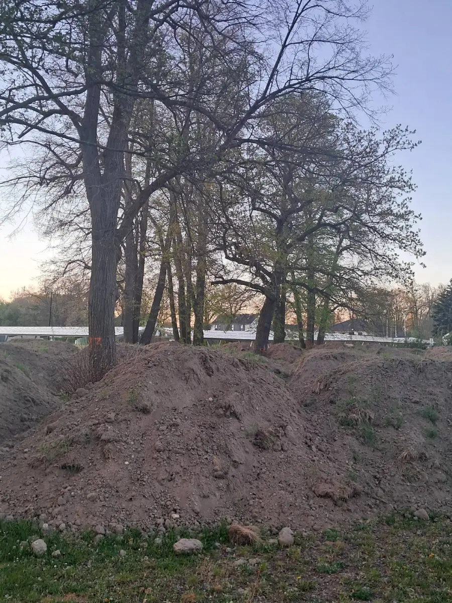Дерева біля нових басейнів