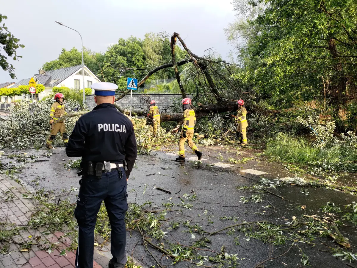Tree felled during the storm