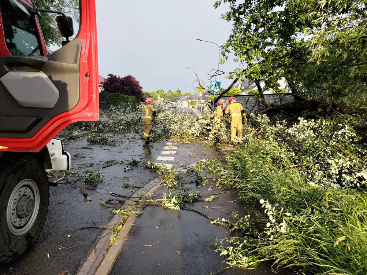 Дерево, повалене під час бурі