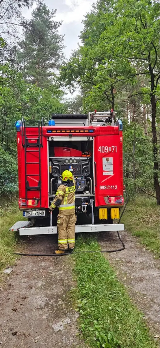 Пожежа в лісі поблизу Болеславця