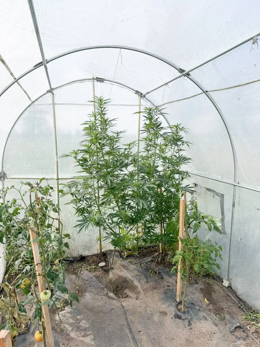 Marihuana w namiocie