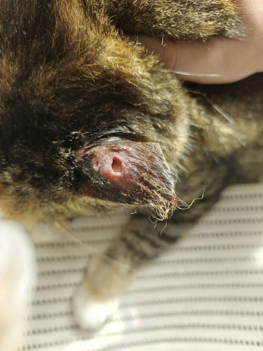 Injured Cat