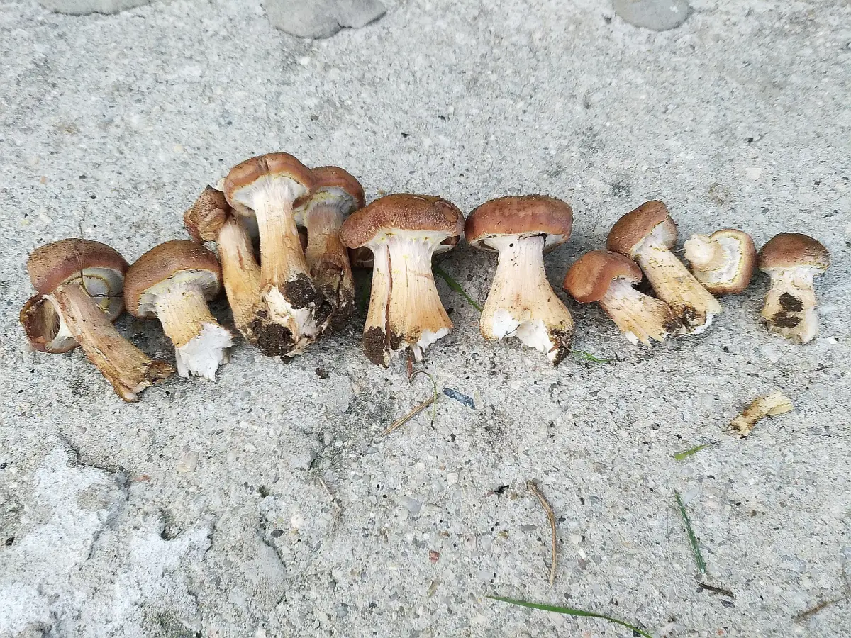 Opieńki cebulotrzonowe - grzyby jadalne po obgotowaniu