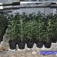Zobacz zdjęcie: Zlikwidowana plantacja marihuany
