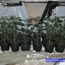 Zobacz zdjęcie: Zlikwidowana plantacja marihuany