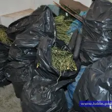 Zobacz zdjęcie: Zlikwidowana plantacja marihuany