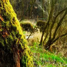 Zobacz zdjęcie: Fotograficzne obrazy przedwiośnia