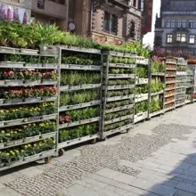 Zobacz zdjęcie: Kwitnąca Legnica