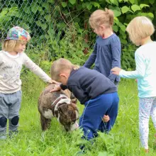 Zobacz zdjęcie: Amstaff w przedszkolu