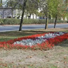 Zobacz zdjęcie: Patriotycznie na placu Wolności