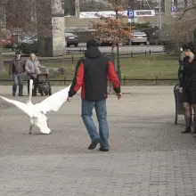 Zobacz zdjęcie: Łabędzia rodzina coraz częściej robi sobie dłuższe spacery
