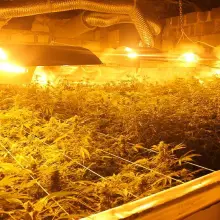 Zobacz zdjęcie: Warta ok. 600 tys. zł plantacja marihuany zlikwidowana. Zatrzymanym grozi do 10 lat więzienia