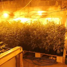 Zobacz zdjęcie: Warta ok. 600 tys. zł plantacja marihuany zlikwidowana. Zatrzymanym grozi do 10 lat więzienia