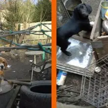 Zobacz zdjęcie: Suczka beagle z Lwówka Ślaskiego