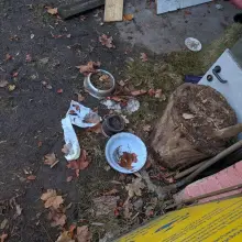 Zobacz zdjęcie: Suczka beagle z Lwówka Ślaskiego