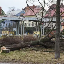 Zobacz zdjęcie: Wycięli drzewa na dworcu PKS. Budowa galerii ruszy z kopyta?