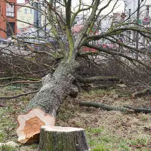 Zobacz zdjęcie: Wycięli drzewa na dworcu PKS. Budowa galerii ruszy z kopyta?