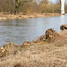 Zobacz zdjęcie: Kilkadziesiąt drzew zniknęło znad Bobru