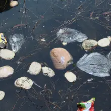 Zobacz zdjęcie: Spleśniałe pieczywo w stawie przy Łajbie