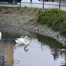 Zobacz zdjęcie: Łabędzie wróciły na staw przy Łajbie