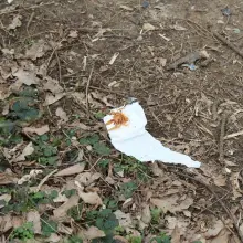 Zobacz zdjęcie: Odchody, puszki i butelki na terenach zielonych za Dino