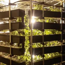 Zobacz zdjęcie: Duża plantacja maryśki zlikwidowana. Narkotyki warte 1,5 mln zł przechwycone