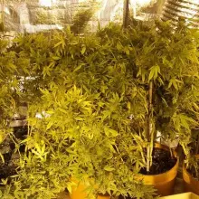 Zobacz zdjęcie: Duża plantacja maryśki zlikwidowana. Narkotyki warte 1,5 mln zł przechwycone