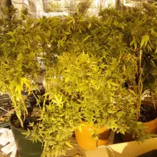 Zobacz zdjęcie: Duża plantacja maryśki zlikwidowana. Narkotyki warte 1,5 mln zł przechwycone