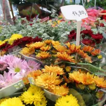 Zobacz zdjęcie: Nowa hala sprzedażowa Centrum Ogrodniczego Meduza otwarta