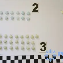 Zobacz zdjęcie: Poszukiwana 17-latka wpadła z narkotykami